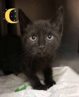 Yurt, Baby Male Domestic Short Hair