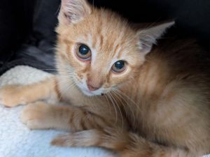 Koda, Baby Male American Shorthair