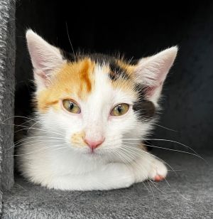 Kiki, Baby Female Domestic Short Hair