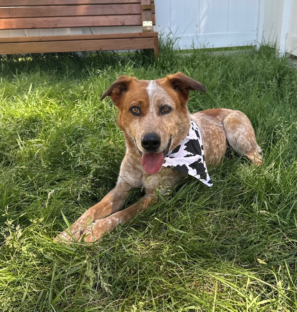 Hank, an adoptable Australian Cattle Dog / Blue Heeler, German Shorthaired Pointer in Logan, UT, 84323 | Photo Image 1