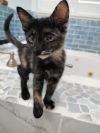 Licorice photo 1