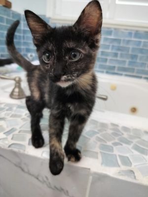 Licorice, Baby Female Domestic Short Hair