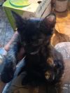 Licorice photo 2