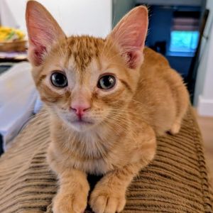 Sherbet, Baby Male Domestic Short Hair