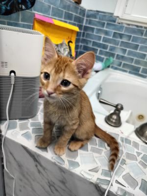 Cinnamon, Baby Male Domestic Short Hair