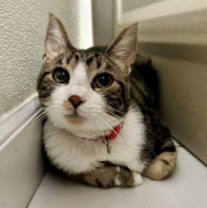 Rocky Domestic Short Hair Cat