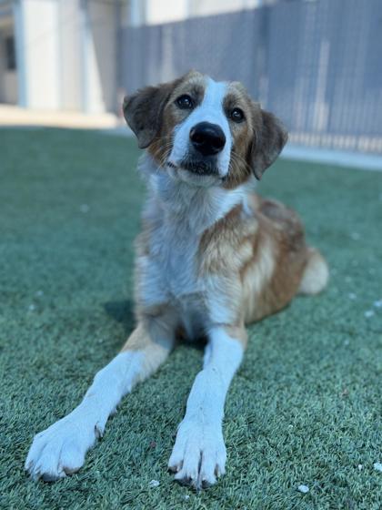 Pet Image