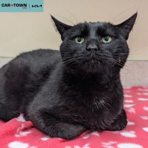 Omen, Adult Male Domestic Short Hair