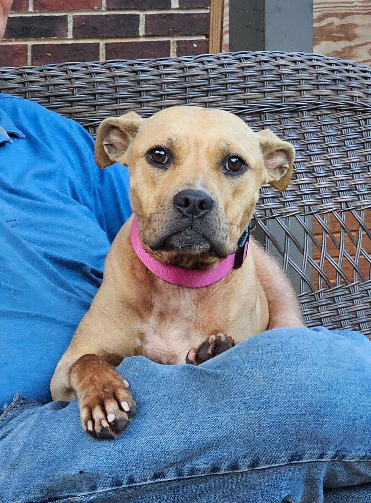 NILLA