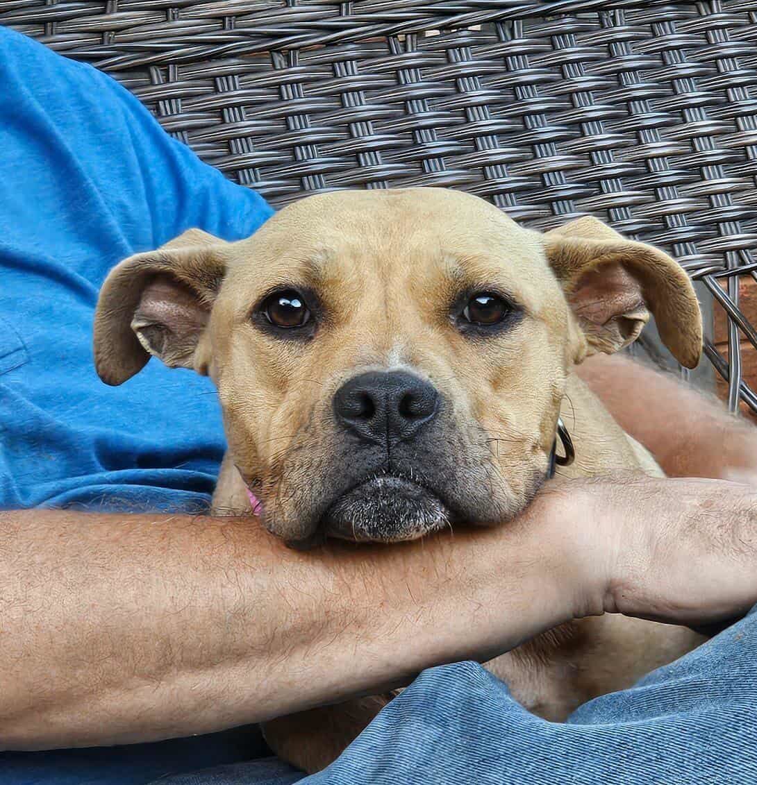 NILLA