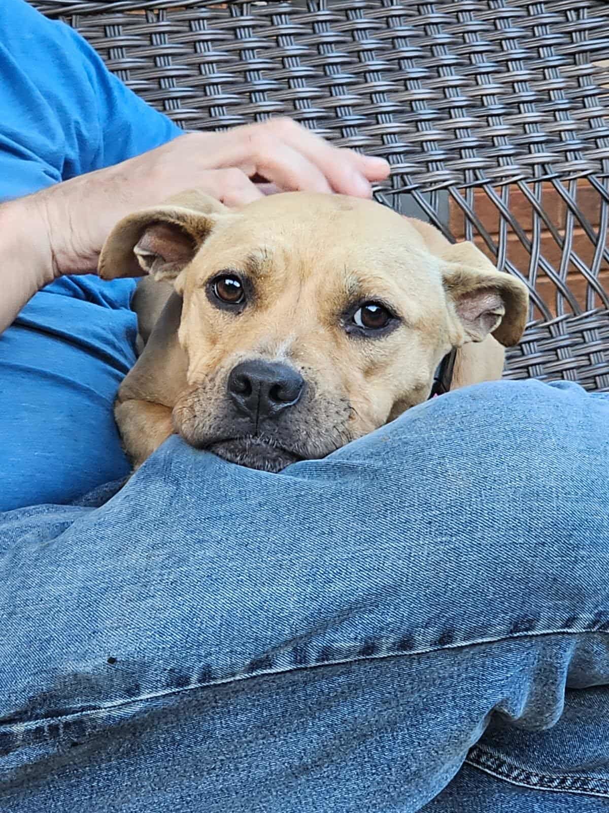 NILLA