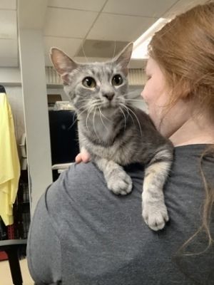 Cloud, Adult Female Domestic Short Hair