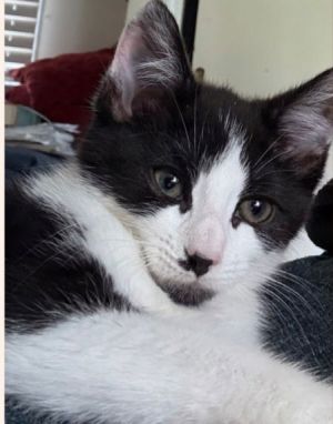 Trixie, Baby Female Domestic Short Hair
