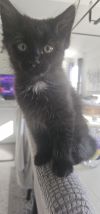 Ares photo 1