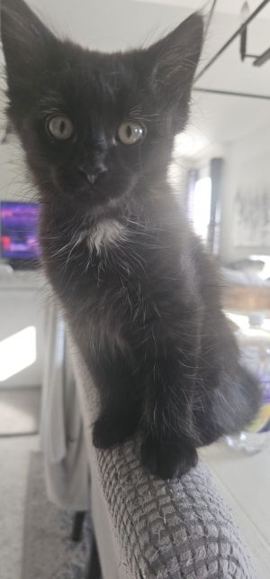 Ares, Baby Male Domestic Long Hair