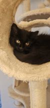 Ares photo 2