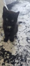 Ares photo 3