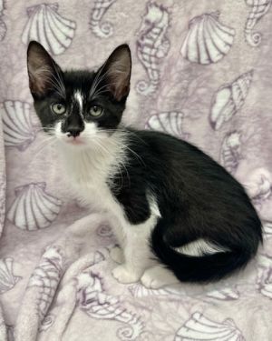 Maple, Baby Female Domestic Short Hair