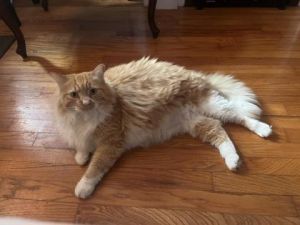 Jermaine, Young Male Domestic Short Hair