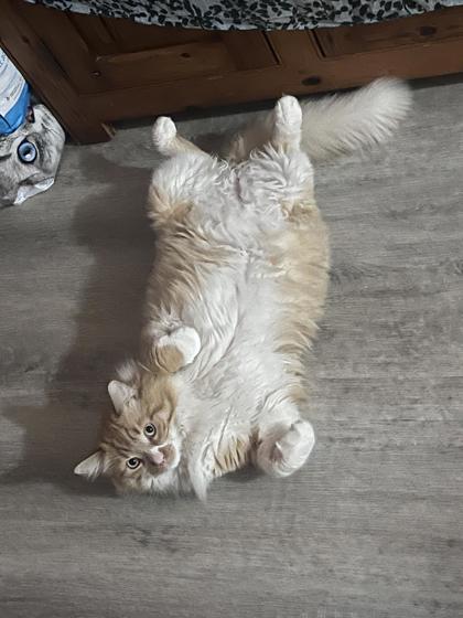 Jermaine