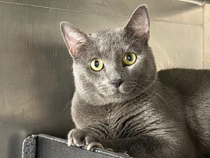 Pluto, Adult Male Domestic Short Hair