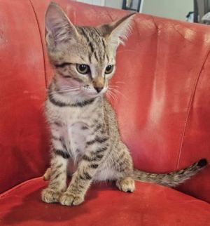 Guernsey, Baby Male Domestic Short Hair