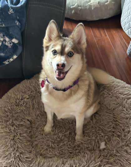Gracie