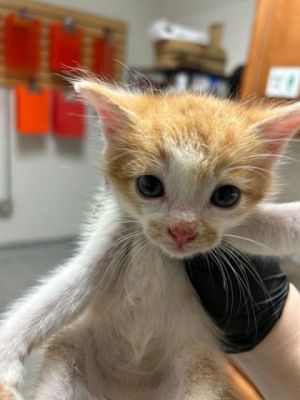 Ziggy Mr Orange is the sweetest boy in the land He follows around all humans and is specially li