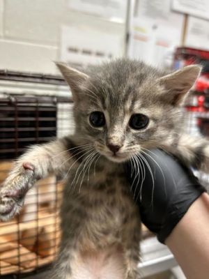 Shimi Miss Grey is a wonderful girl She likes to be held and will purr in your arms She is