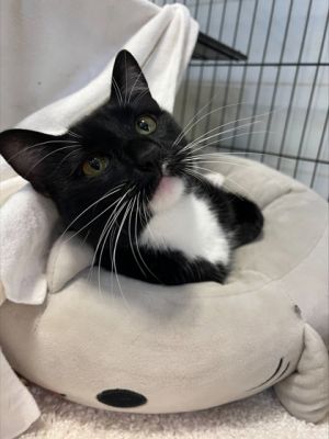 Disney 839-25 Domestic Short Hair Cat