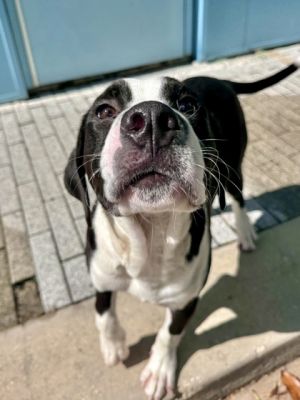 Hi Im Stridor Im just a puppy but Ive got a big heart I love to play and make friends