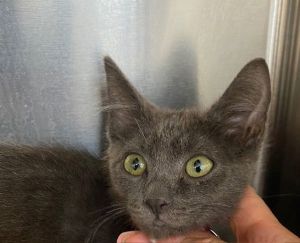 Principal Victoria, Baby Female Russian Blue