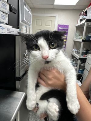 Lady Bird Domestic Short Hair Cat