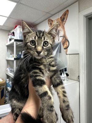 Thunder Domestic Short Hair Cat