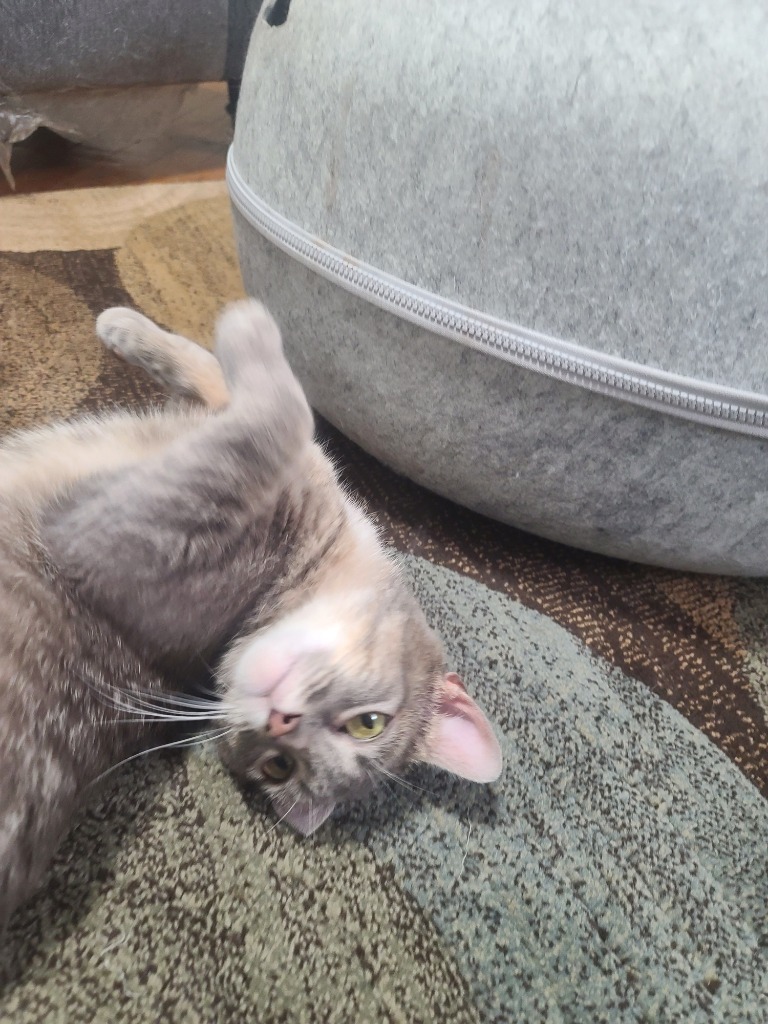 Misty