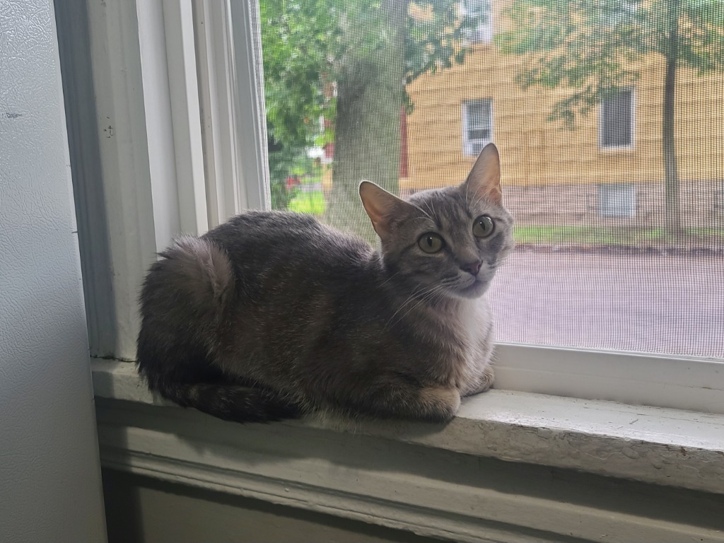 Misty