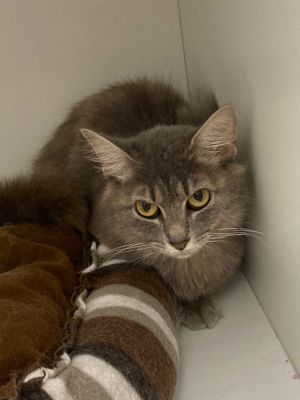 Freya, Adult Female Domestic Medium Hair