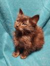 Minerva photo 1