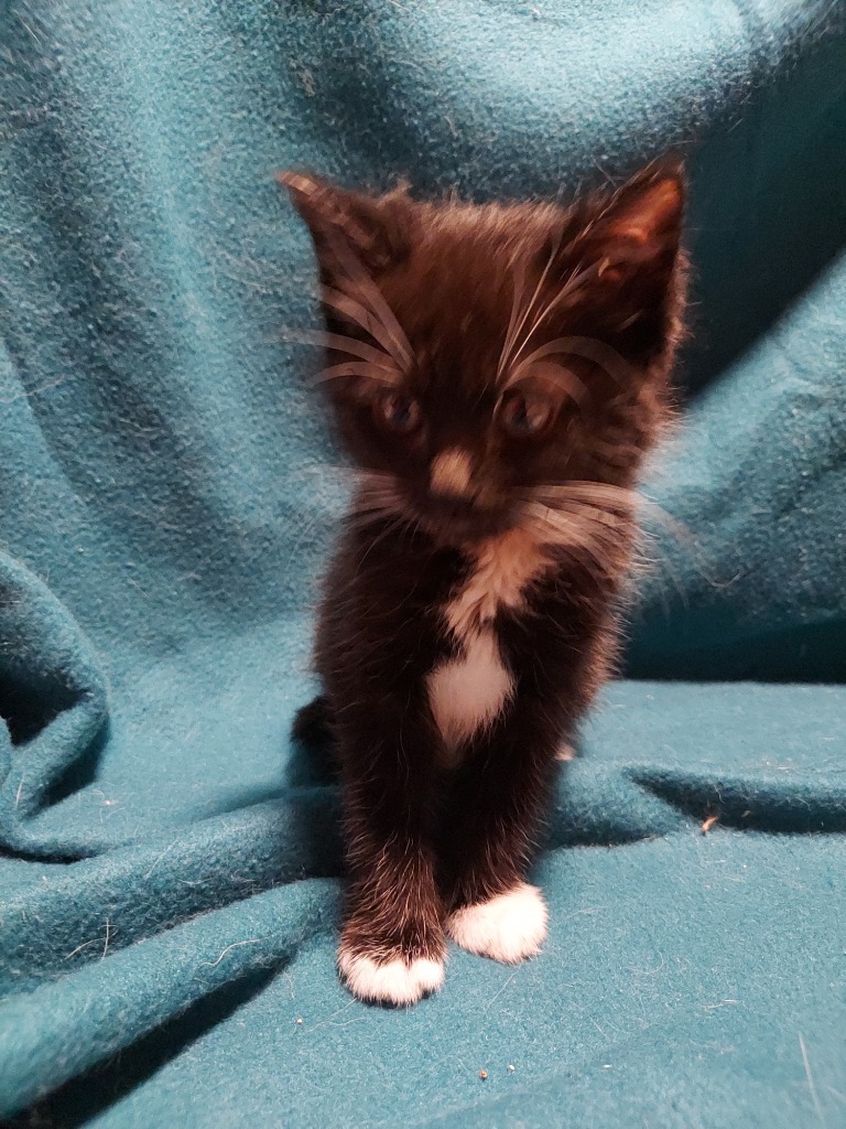 Juno