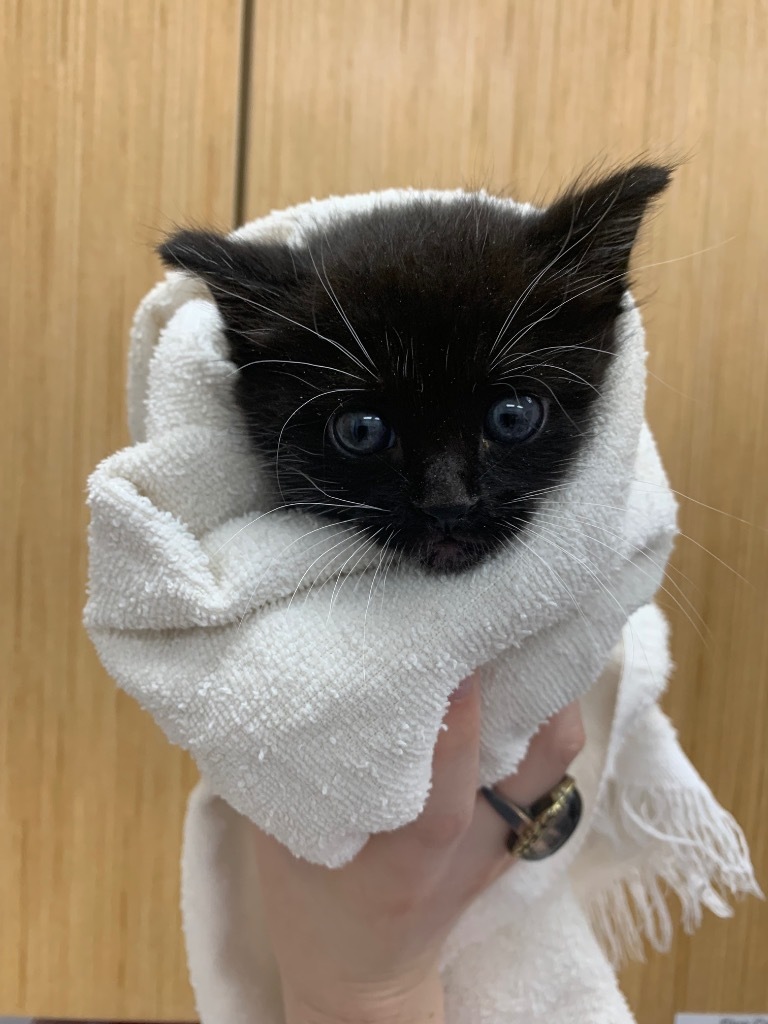 Juno