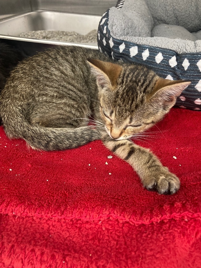 Esther