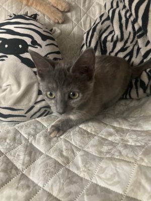 Julia, Baby Female Domestic Short Hair