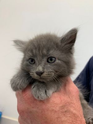 Ford, Baby Male Domestic Long Hair