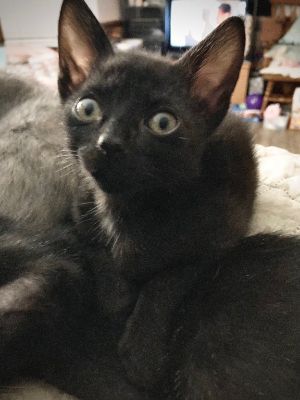 Salinger, Baby Male Domestic Short Hair