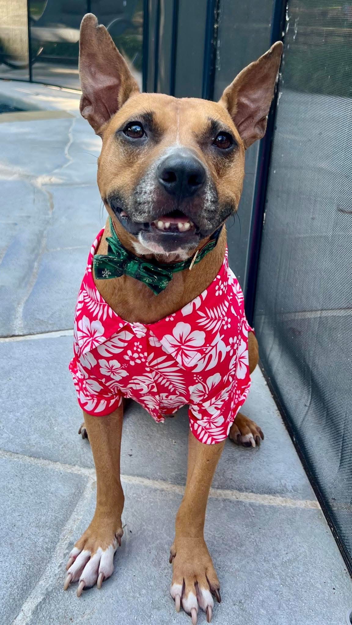 Santa