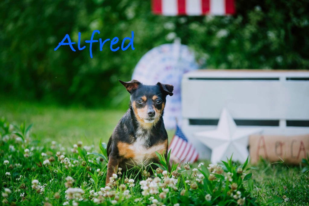 Alfred