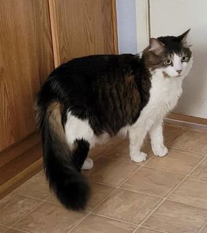 Biscuits, Adult Male Domestic Long Hair