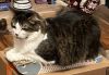 Biscuits photo 3