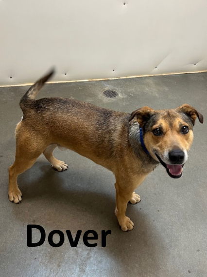 Dover