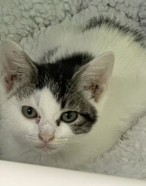 Sue, Baby Female Domestic Short Hair